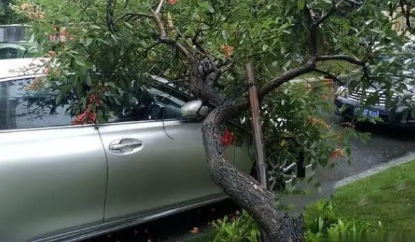 车停在树下好不好 不好(损坏车漆堵塞管道)