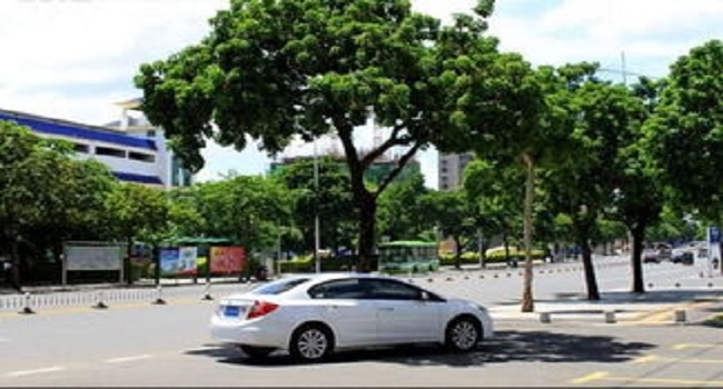 车停在树下好不好，建议最好不要把车停在树下